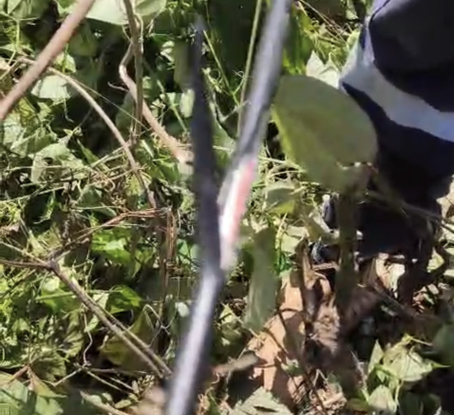 Provedora Verde Fibra é vítima de sabotagem e tem cabos de fibra óptica cortados na BR-364